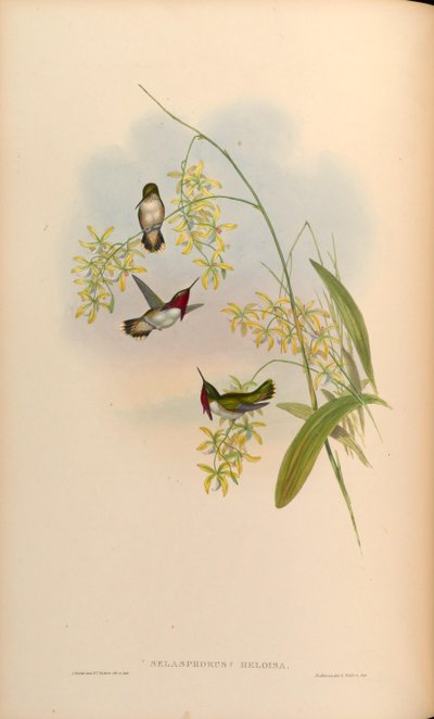 Selasphorus heloisa = Atthis heloisae - John Gould